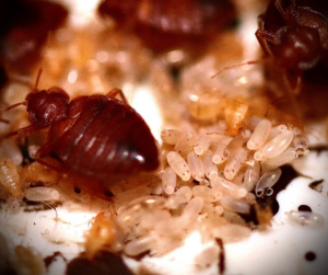 pest control hertfordshire